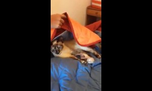 Unexpected guest on Greek Isles vacation is mother cat giving birth