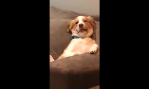 Chilled out dog relaxes on couch like a human