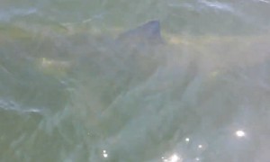 Great White Shark spotted feet away from whale-watchers