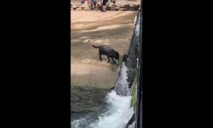 Genius dog plays fetch all by himself in the scorching Texas heat