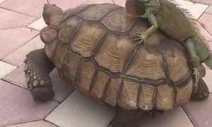 Iguanas Breaks into Tortoise Enclosure for a Free Ride