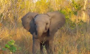 Baby elephant adorably attempts to scare away tourists