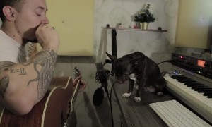 Dog is Excellent Blues Singer