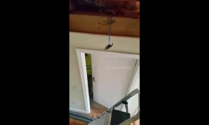 Ireland workman has hilarious reaction after colleagues play fake tarantula prank on him