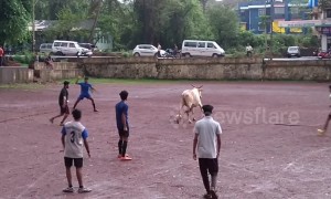 Watch the Indian viral superstar 'Cow-naldo' take on locals at football