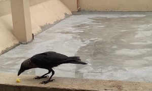 Feeding a Friendly Crow