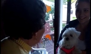 90-year-old woman's emotional reaction to surprise puppy