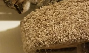 Scaredy Cat Has Sensitive Paws