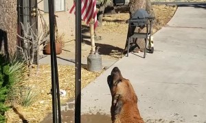 Owner Builds Doggo the Ultimate Summer Toy