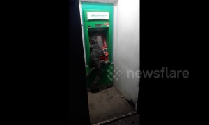 Giant monitor lizard spotted at ATM machine in Thailand