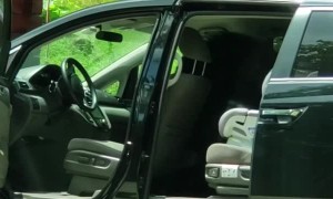 Bear Opens up Car Doors like a Boss