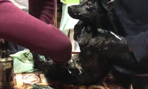 Dog Rescued from Bitumen