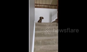 Tiny US pup hilariously follows owner moving between staircases