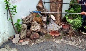 Terrified locals catch escaped crocodile in family's front yard