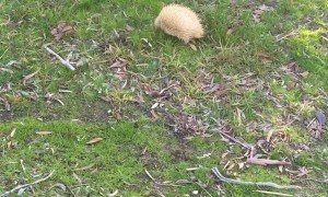 An Albino Echidna