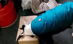 Bull Terrier Wants What's in the Box