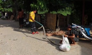 Aggressive python caught inside washing machine