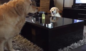 Clever Golden Retriever puppy outsmarts his older brother