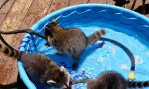 Pool Party for Animal Pals