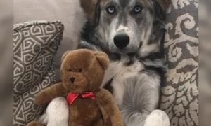 Precious Protective Pooch