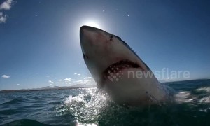 Agile great white shark eclipses the sun during incredible slow-mo leap