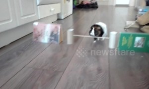 Spin-nea pig! Agile guinea pig performs many tricks including pirouetting after owner