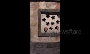 Tiny dog 'protects its house' by barking through hole in the wall at passersby