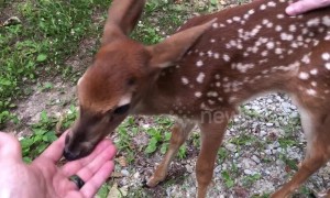 US family has close encounter with 'friendly' baby deer