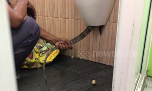 Hapless monitor lizard rescued after getting stuck in coffee shop urinal
