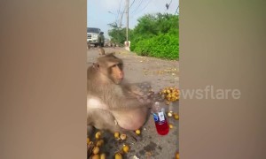 Obese monkey dubbed 'Uncle Fatty' feared dead after disappearing from Thai fat camp