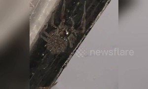 Horrifying scene as huge wolf spider falls revealing hundreds of babies