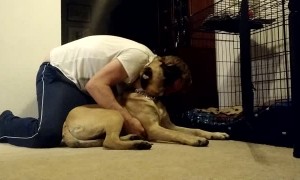 Stubborn Bull Mastiff puppy refuses to go to his bed