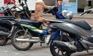 Patient Pup Waits While Its Human Shops