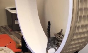 Bengal kitten takes his turn on the wheel