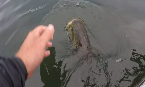 Fisherman Feeds Wild Bass Before Release