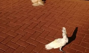 Barking Bird Guards the House like a Dog