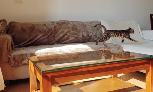 Cats Try and Catch the Sun