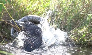 Excited photographer captures the moment huge alligator kills massive Burmese python