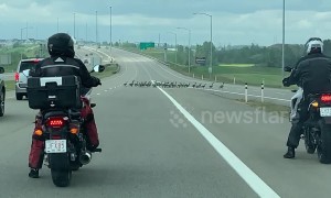 Motorists stop traffic allowing gaggle of geese to cross Canadian highway