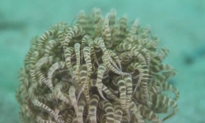 A Swimming Sea Anemone
