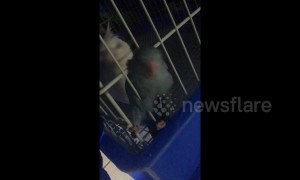 Tiny bird makes a Houdini-like escape by squeezing through the bars of its cage