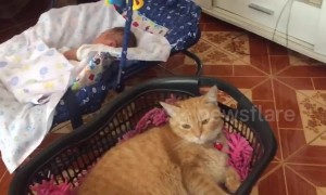 Jealous cat loves to be rocked in 'cradle' like a baby