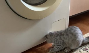 Kitten Watches the Wash