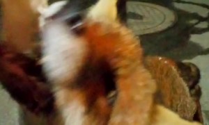 Feeding a Fox For a Close Encounter