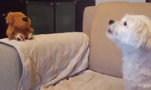 Dog has priceless conversation with mimicking toy dog