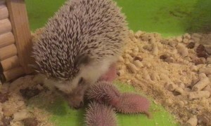 Sweet Little Spiny Hedgehog Babies