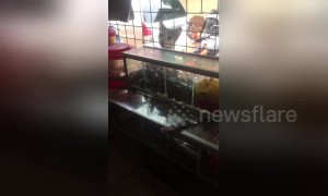 Hilarious moment sneaky stray cat shoplifts candy from Philippines store