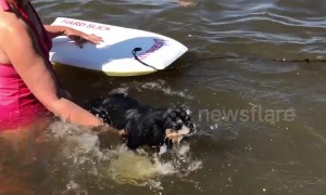 Adorable pup is terrified after falling into the water