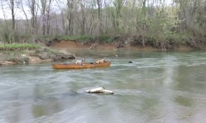 Heroic dog rescues two dogs trapped in kayak mid-river