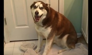 Stubborn husky voices displeasure when it's time for a bath
